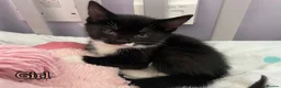 European cats for sale: Kittens ready to go  - Advert 11