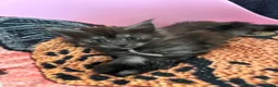 Maine Coon cats for sale: 🖤Stunning Black Smoke Maine Coon Girls - Advert 29