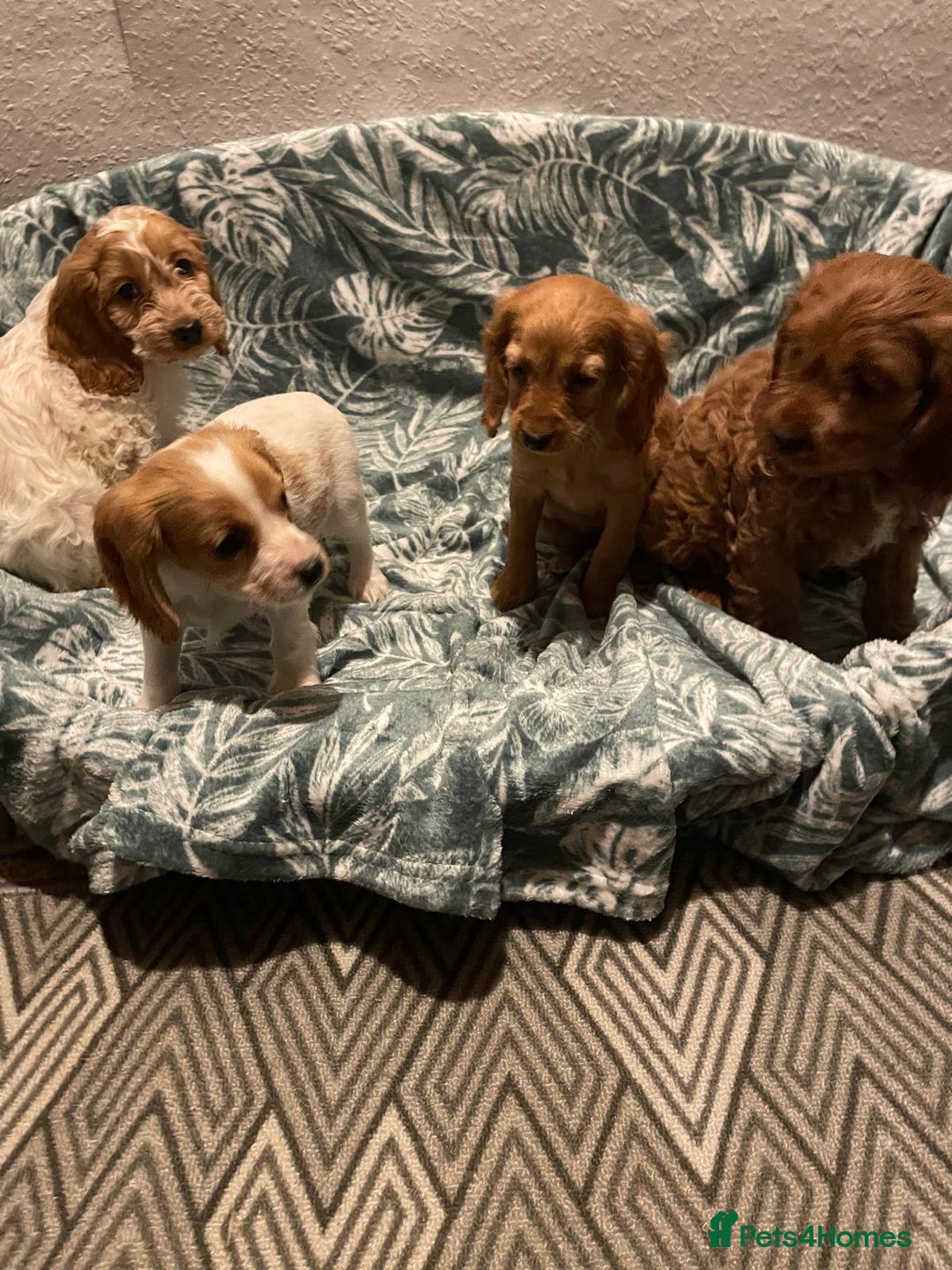 Cockapoo dogs for sale: Cockapoo - Advert 4