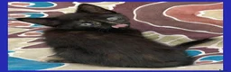Mixed Breed cats for sale: Beautiful Kittens for sale. - Advert 13