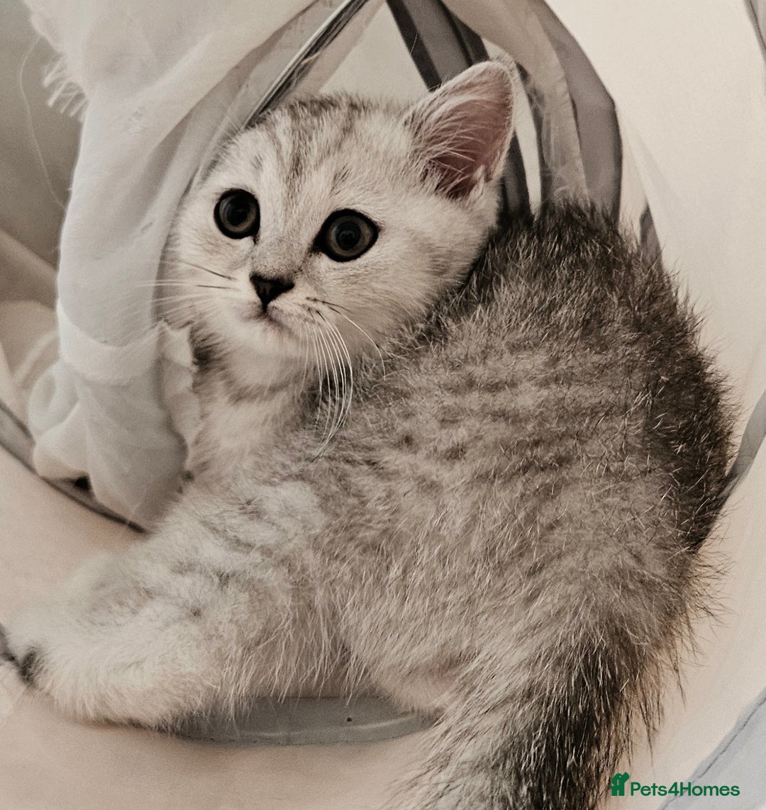 British Shorthair cats for sale: BRITISH SHORTHAIR CHAMPION BLOODLINE - Image 9