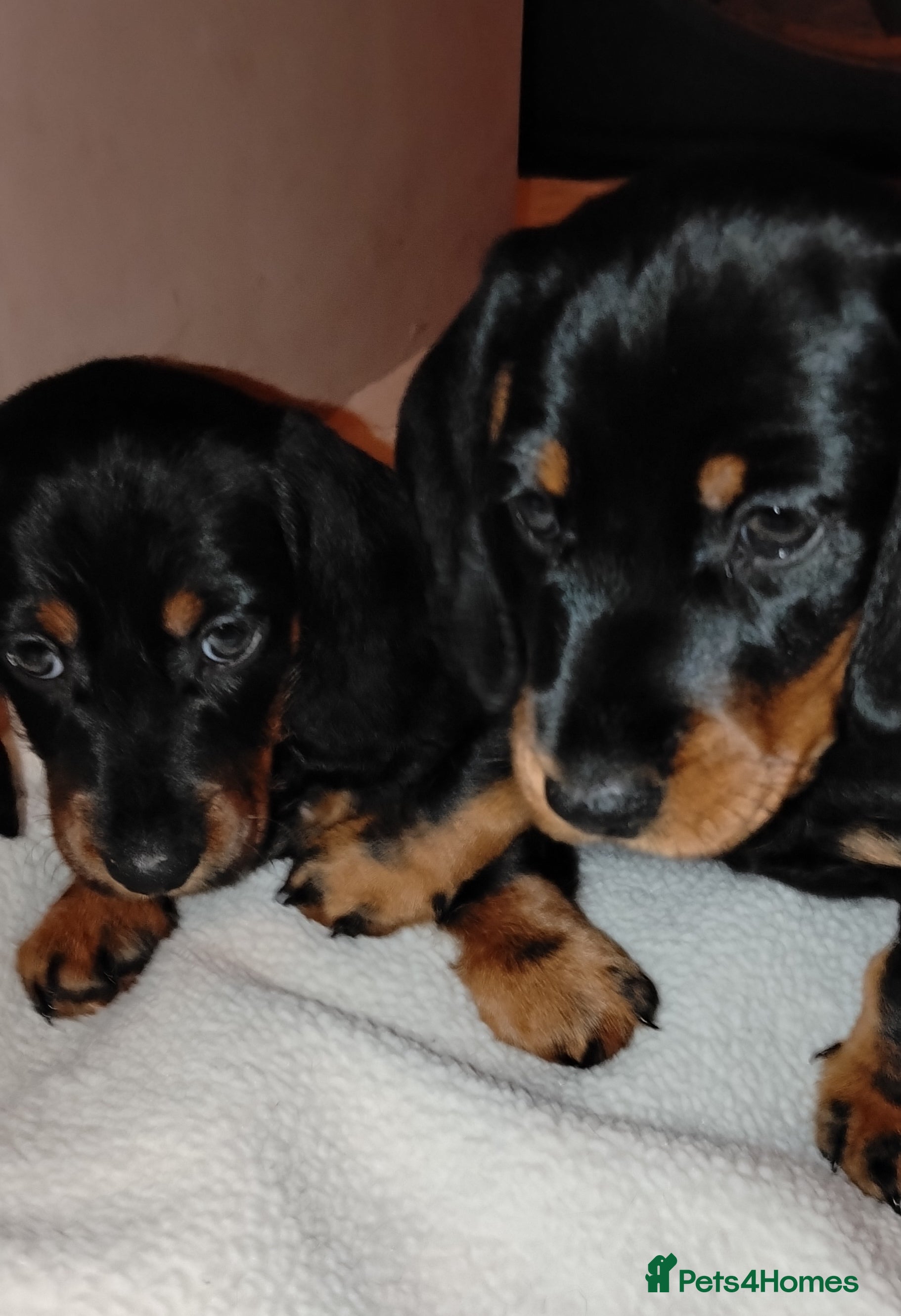 Dachshund dogs Miniature Dachshund  - Advert 14