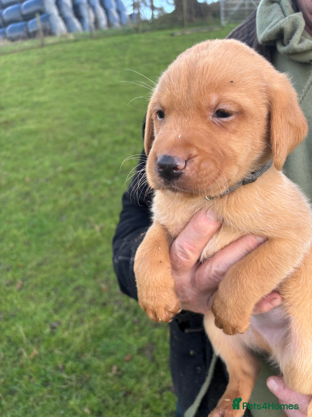 Labrador Retriever dogs for sale: KC Registered Litter of 9 fox red Labrador Puppies - Advert 27