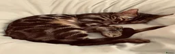 Bengal cats for sale: TICA registered Glitter Bengals  - Advert 4