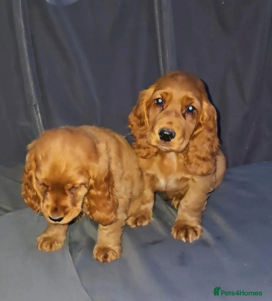 Cocker Spaniel dogs for sale: Beautiful cocker spaniel puppies for sale - Advert 2