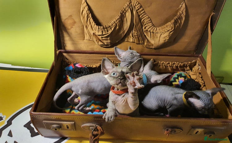 Sphynx cats in Cannock - Advert 13