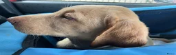 Labrador Retriever dogs for sale: Gorgeous Labrador Puppies, ready for forever homes - Advert 29