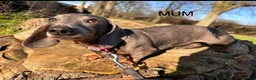 Miniature Dachshund dogs for sale: Very small smooth miniature daschund  - Advert 9