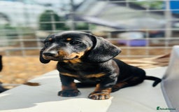 Miniature Dachshund dogs for sale: Wow what a stunning litter - Image 5