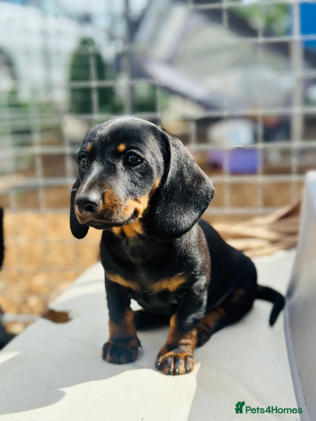 Miniature Dachshund dogs for sale: Wow what a stunning litter - Image 5