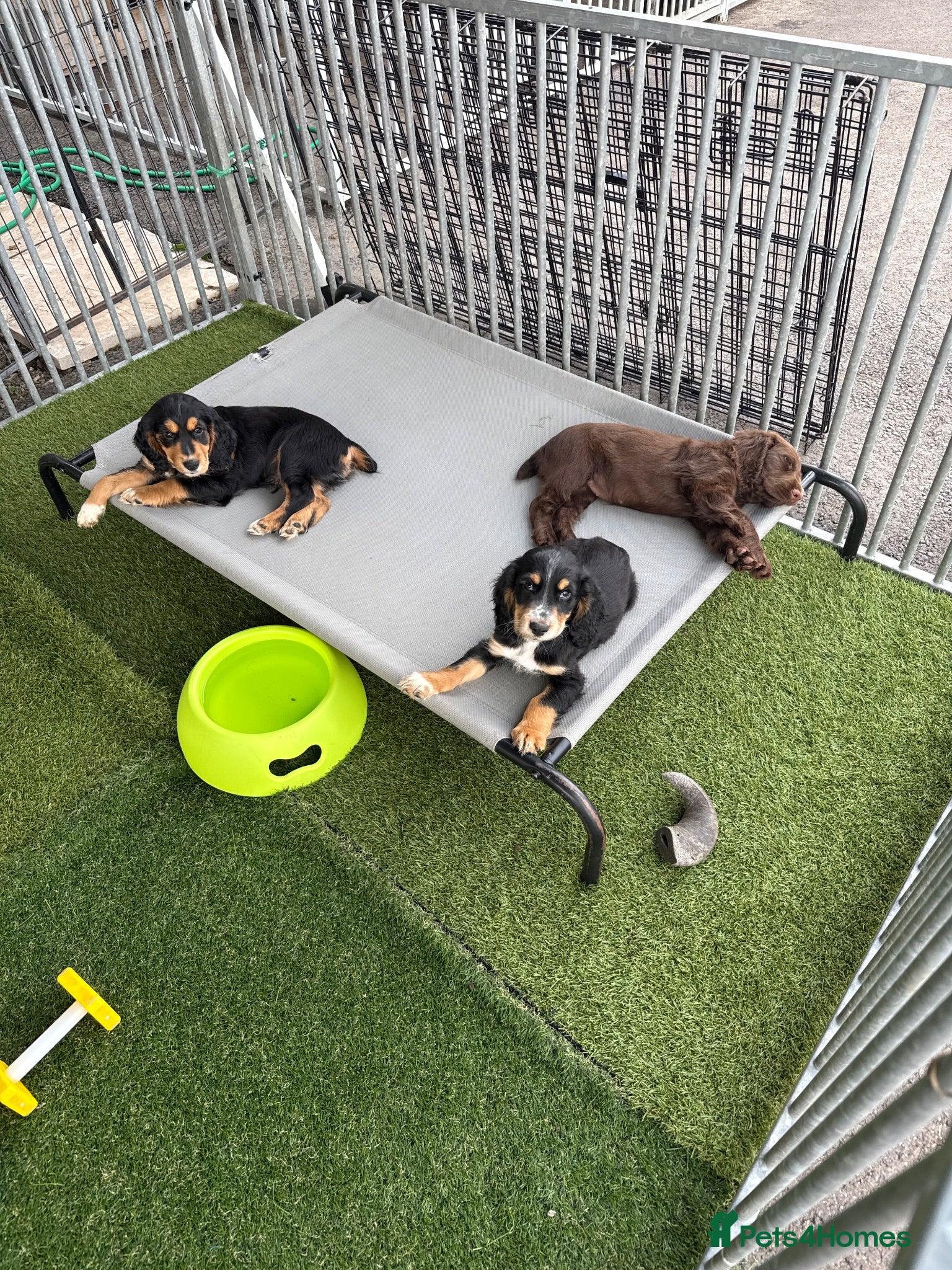 Cocker Spaniel dogs  Ready to leave ! Males & female available  - Advert 2