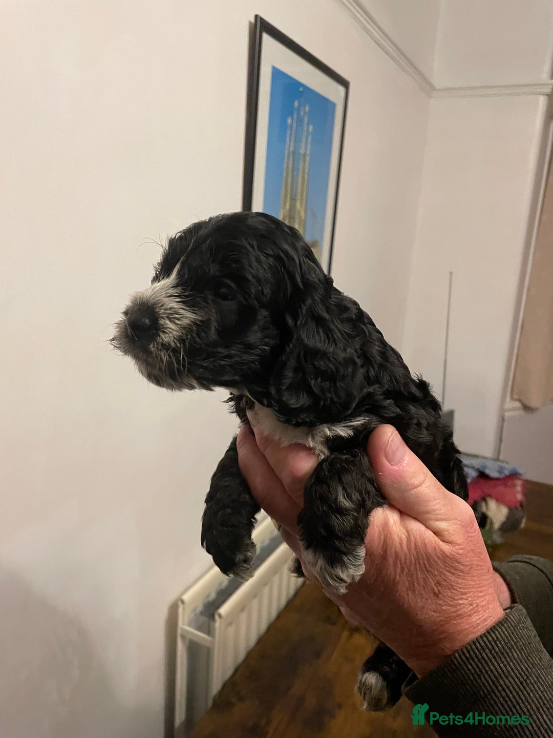 Cockapoo dogs for sale: Cockapoo puppies - Image 10