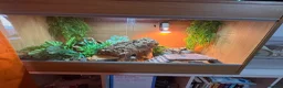 Leopard Gecko reptiles for sale: Male leopard gecko  - Advert 4