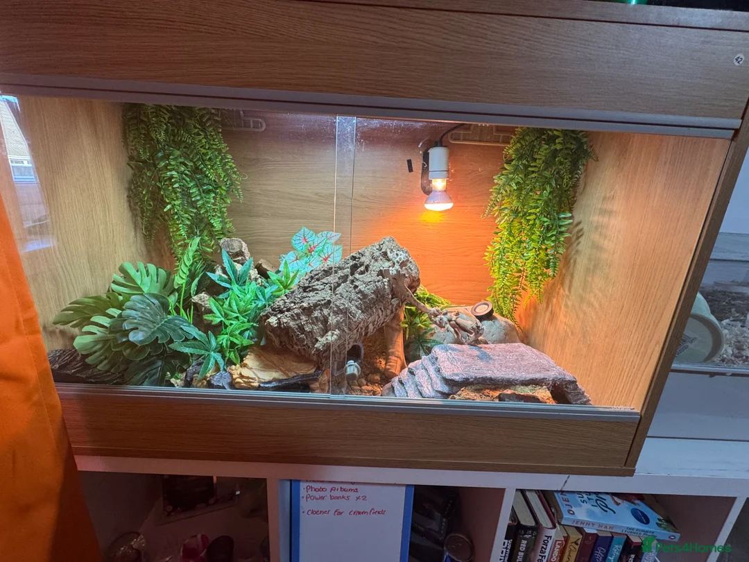 Leopard Gecko reptiles for sale: Male leopard gecko  - Advert 4