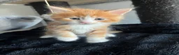 Maine Coon cats for sale: READY NOW! Maine Coon kittens  - Advert 17