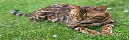 Bengal cats for sale: Seeking His Forever Home xx - Advert 3