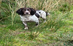 English Springer Spaniel dogs for sale: HEALTH TESTED liver & white springer spaniels  - Image 6