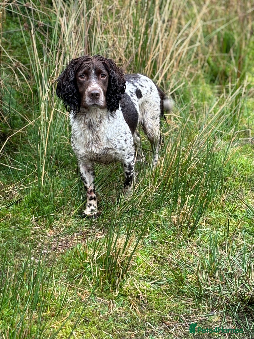 English Springer Spaniel dogs for sale: HEALTH TESTED liver & white springer spaniels  - Image 6