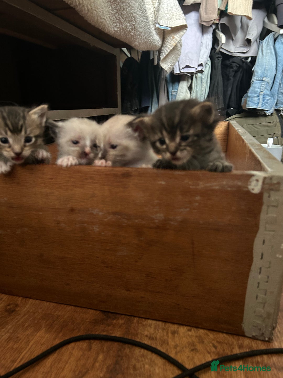 Ragdoll cats for sale: GCCF Ragdoll-Mix Kittens – Rare & Longhaired 🐾 - Image 11