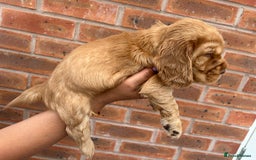 Cocker Spaniel dogs for sale: 🐾🐶 SHOW TYPE COCKER SPANIELS🐶🐾 - Image 16