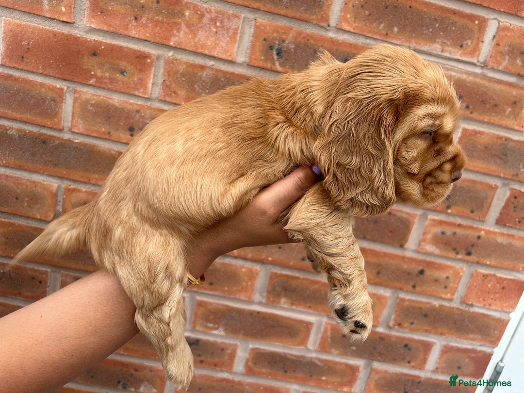 Cocker Spaniel dogs for sale: 🐾🐶 SHOW TYPE COCKER SPANIELS🐶🐾 - Image 16