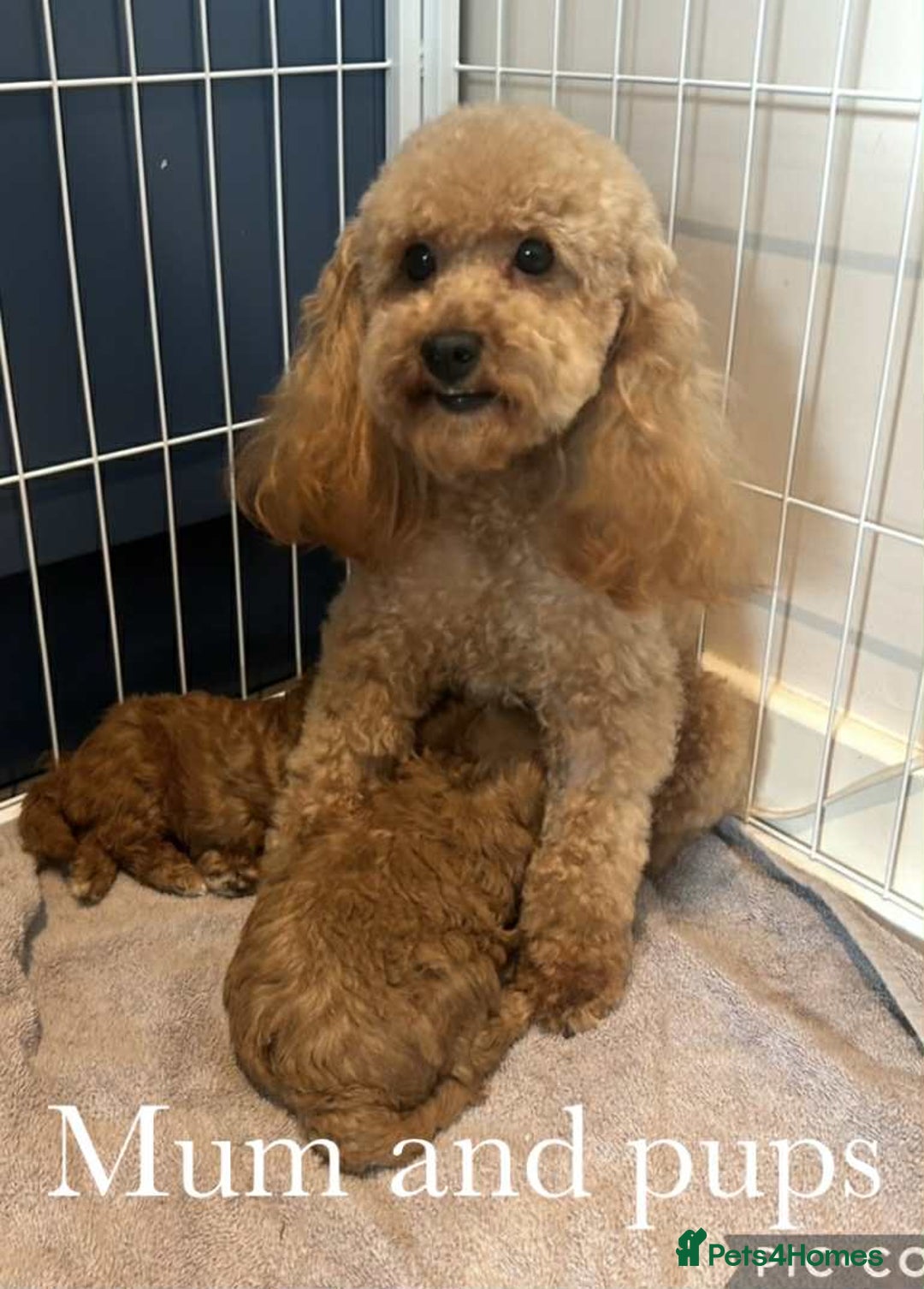 Cavapoo dogs for sale: Gorgeous cavapoo Girl in Swadlincote - Image 5