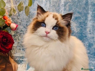 Ragdoll cats - Advert 10