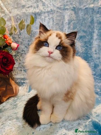 Ragdoll cats - Advert 11