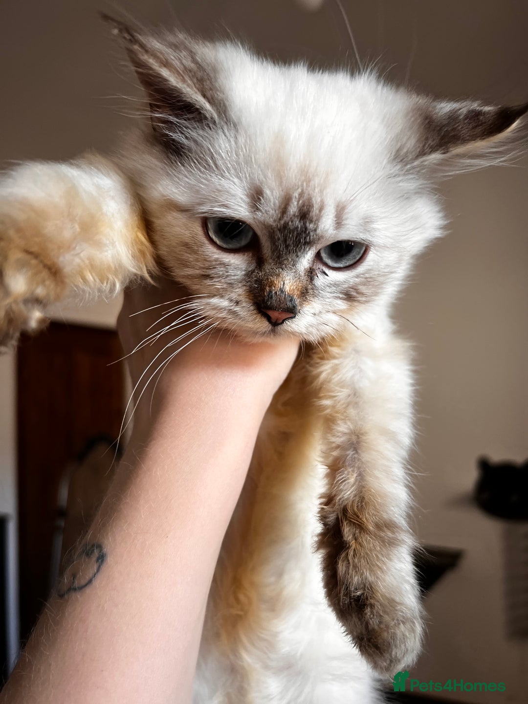 Siberian cats for sale: Three Siberian kittens!! - Image 20