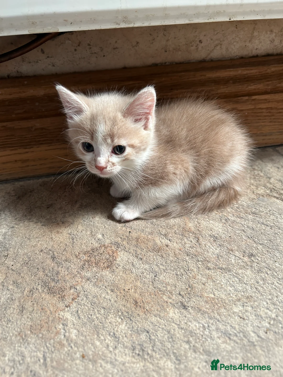 Mixed Breed cats for sale: Adorable farm kittens - Advert 15