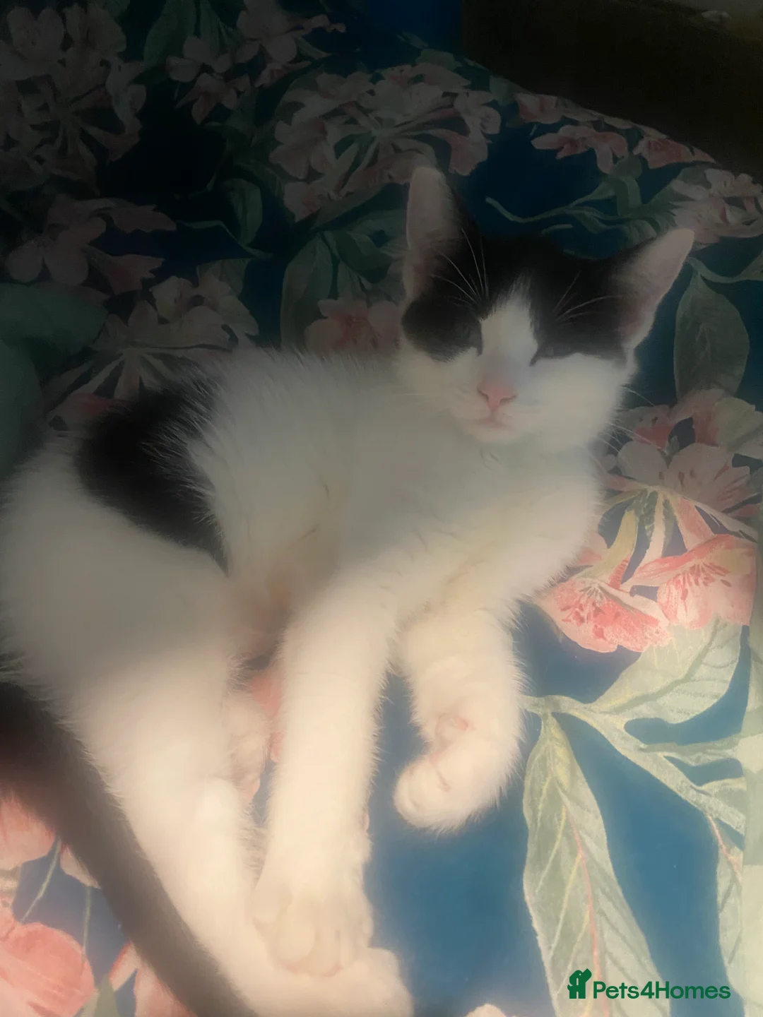 British Shorthair cats for sale: Large “fluffy” female kitten in London - Advert 2