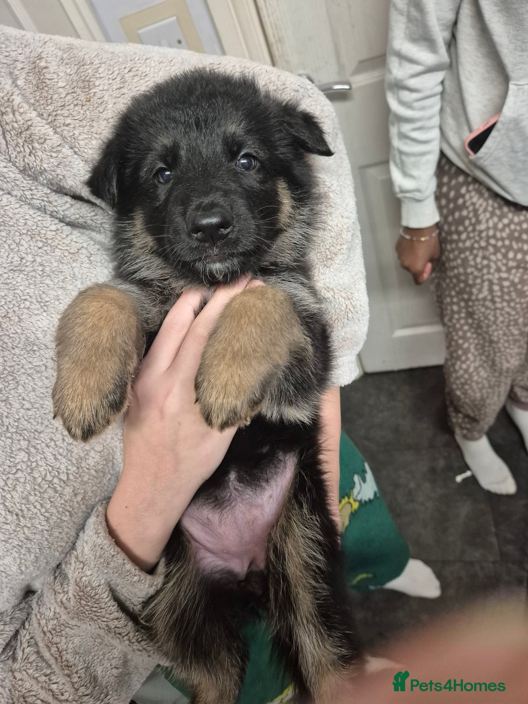 German Shepherd dogs for sale: German shepard puppies - Advert 25