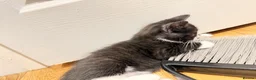 Mixed Breed cats for sale: Kittens for Sale! Ready to Leave 23 June! - Advert 16