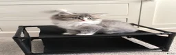 British Longhair cats for sale: Stunning British Longhair Kittens  - Advert 7