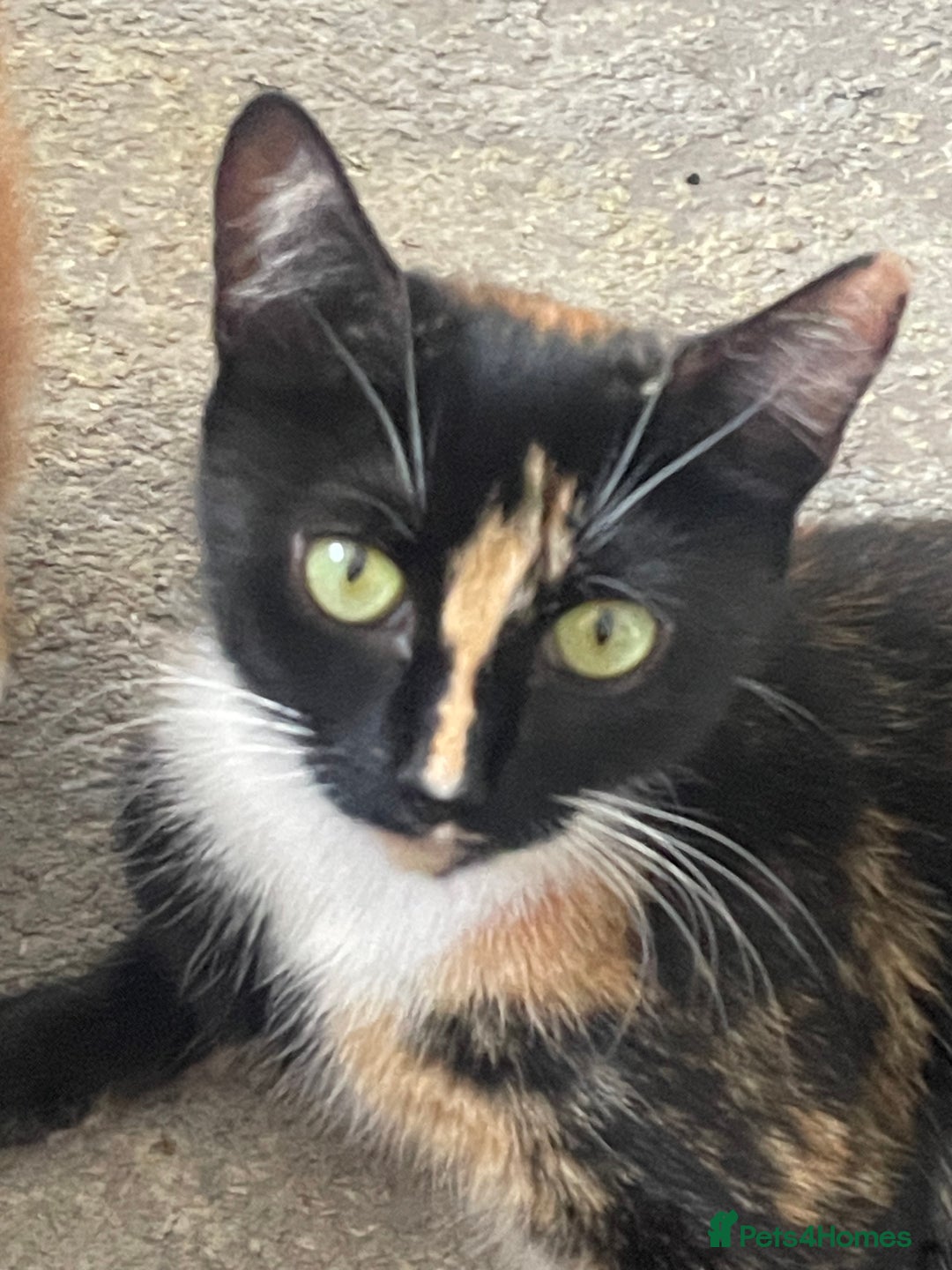 Mixed Breed cats for sale: 5 KITTENS FOR SALE🥰😍 - Image 4