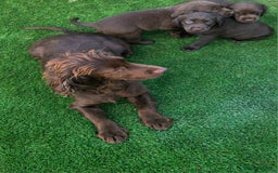 Cockerdor dogs for sale: READY NOW CHOCOLATE COCKERDORS - Image 11