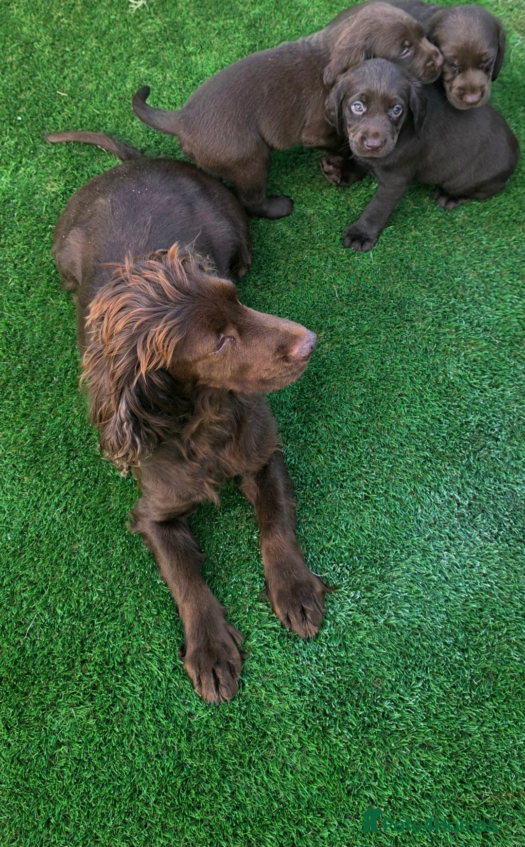 Cockerdor dogs for sale: READY NOW CHOCOLATE COCKERDORS - Image 11