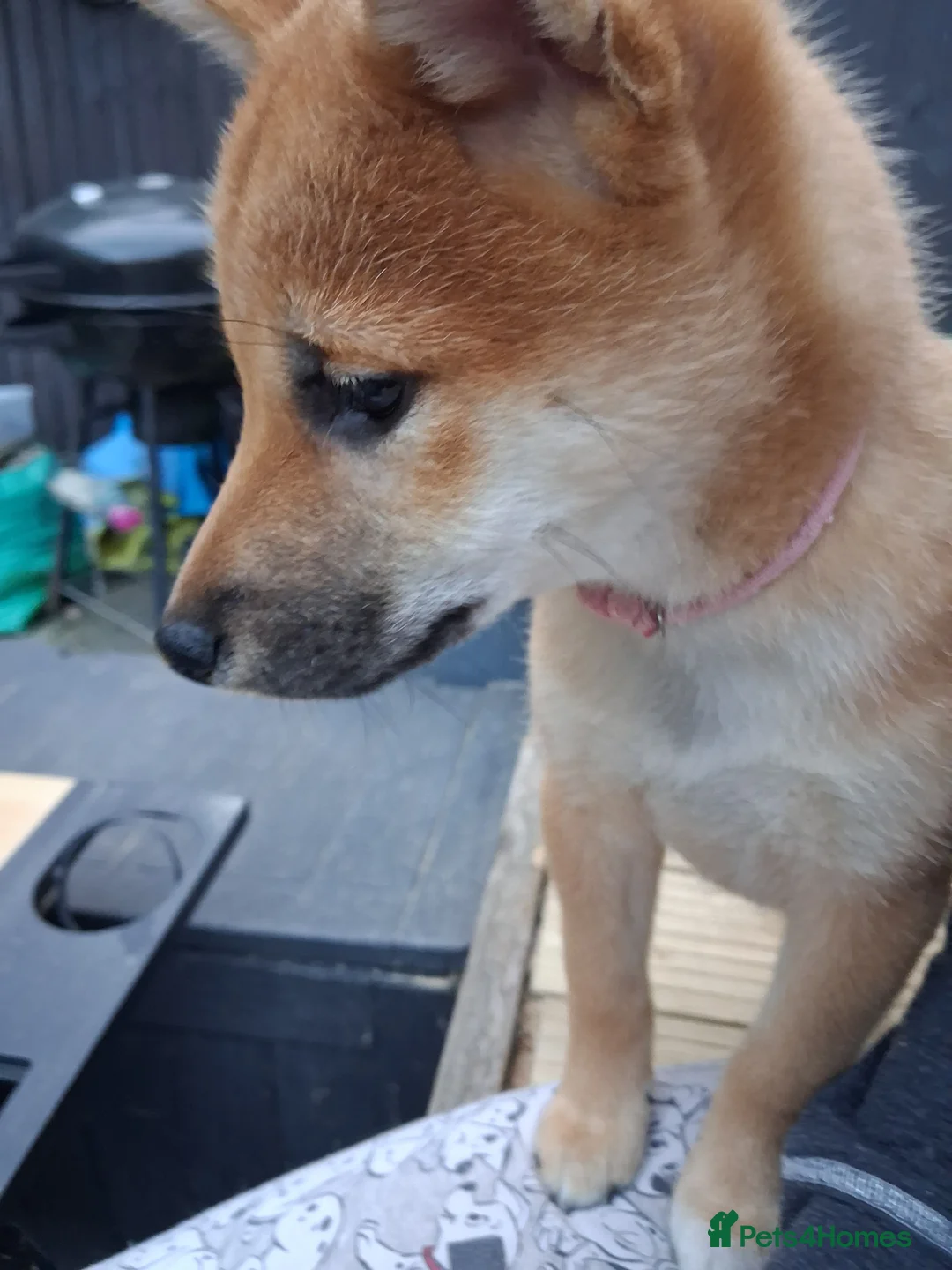 Japanese Shiba Inu dogs for sale: *New price! 3 left* all KC female shiba inus. - Advert 2
