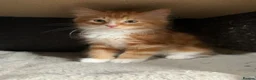 Mixed Breed cats for sale: 5 x Beautiful Fluffy Kittens Ready For New Homes  - Advert 3