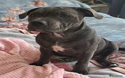 Staffordshire Bull Terrier dogs for sale: KC registration blue staffy , Champion blood line  - Image 5