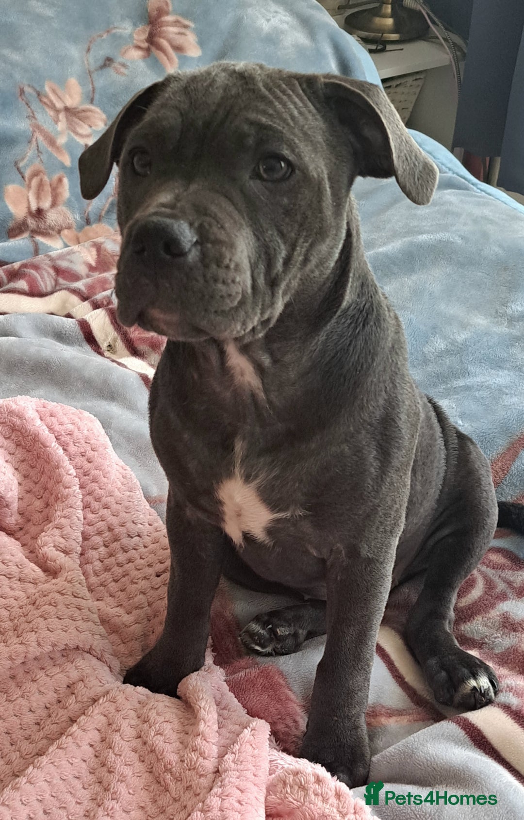 Staffordshire Bull Terrier dogs for sale: KC registration blue staffy , Champion blood line  - Image 5