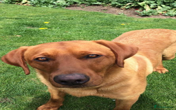 Labrador Retriever dogs for stud: Fox Red Stud Dog, Kennel Club Registered in Chelmsford - Image 9