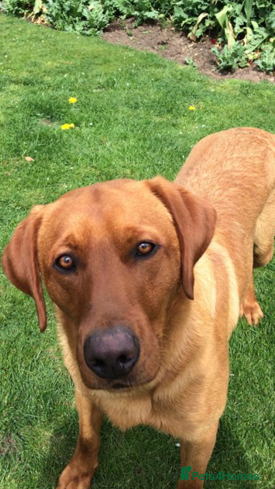 Labrador Retriever dogs for stud: Fox Red Stud Dog, Kennel Club Registered in Chelmsford - Image 9