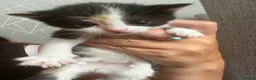 Mixed Breed cats for sale: Gorgeous playful kittens  - Advert 7