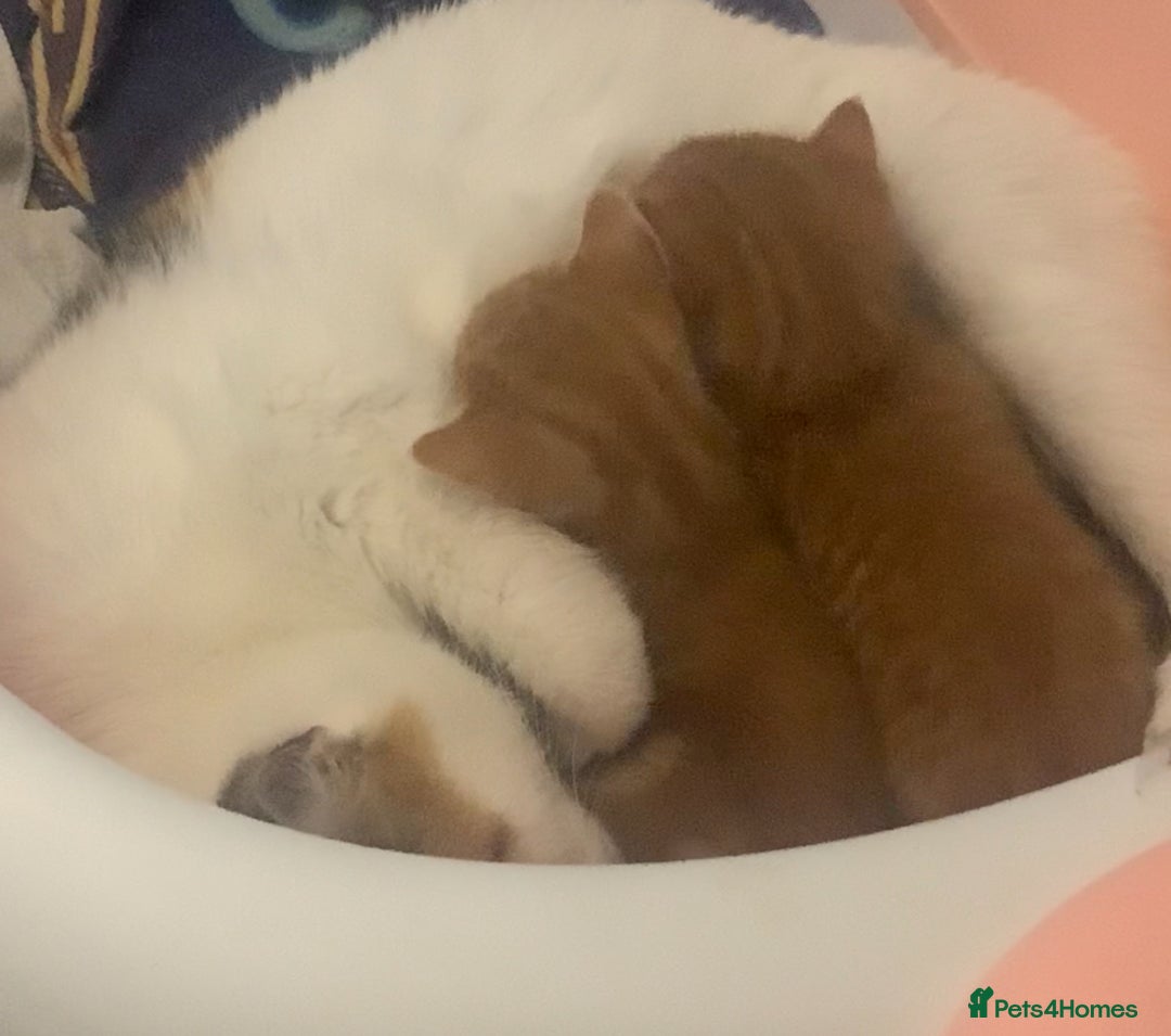 Mixed Breed cats for sale: Beautiful ginger & tabby kittens 🐾 ❤️  - Image 11
