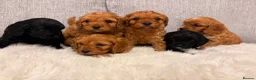 Cavapoo dogs for sale: F1 cavapoo puppies  - Advert 6