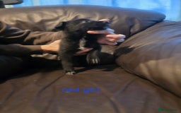 Shepsky dogs for sale: Shepski pups - Advert 6