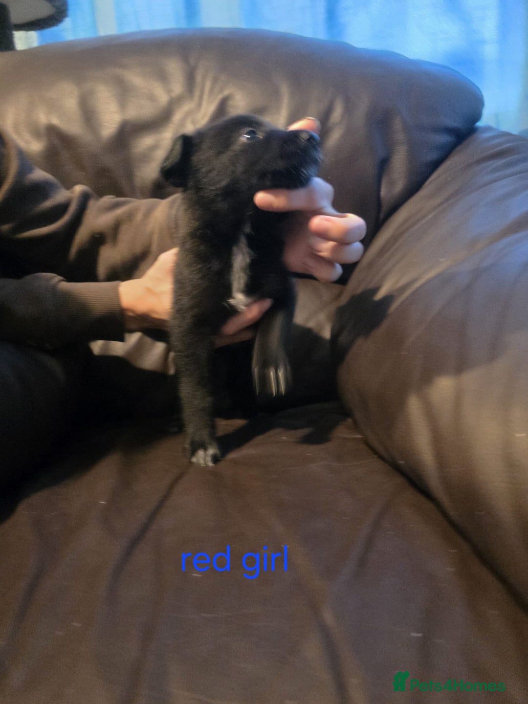 Shepsky dogs for sale: Shepski pups - Advert 6