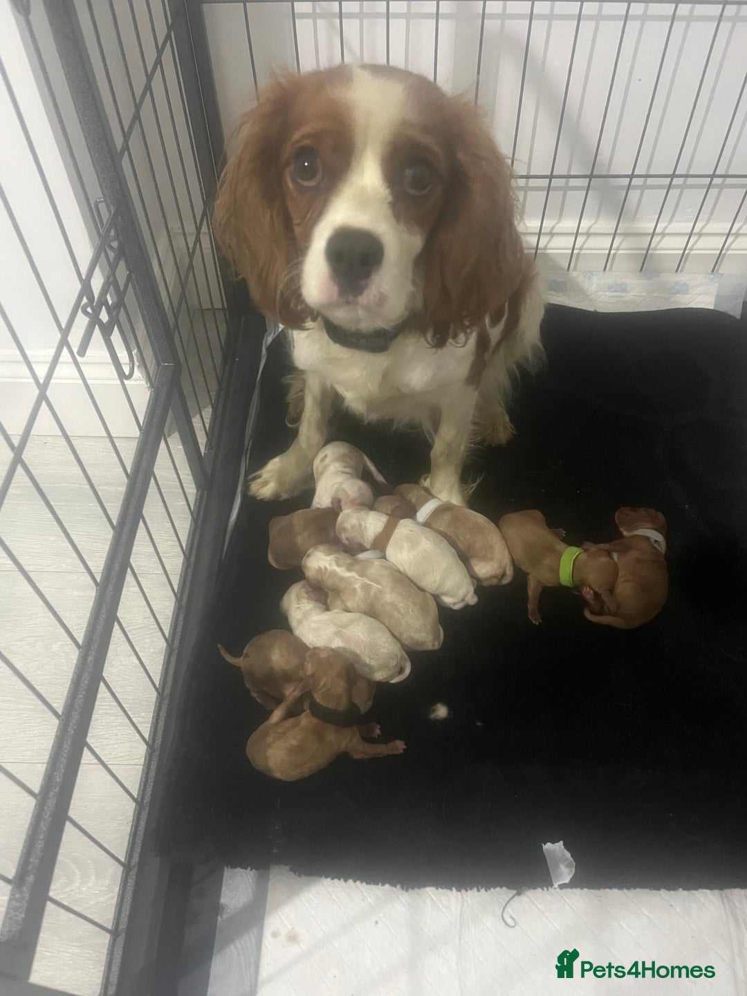 Cavapoo dogs for sale: Beautiful litter cavapoos - Advert 1