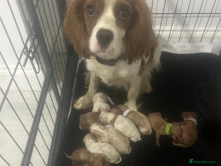 Cavapoo dogs Beautiful litter cavapoos - Advert 2